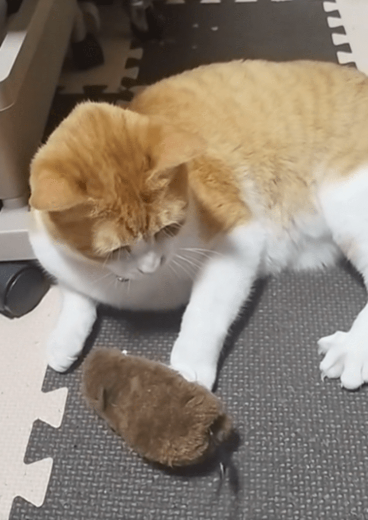 ねずみのおもちゃに戸惑うこむぎちゃん①（@kyo_haku67さんより提供）