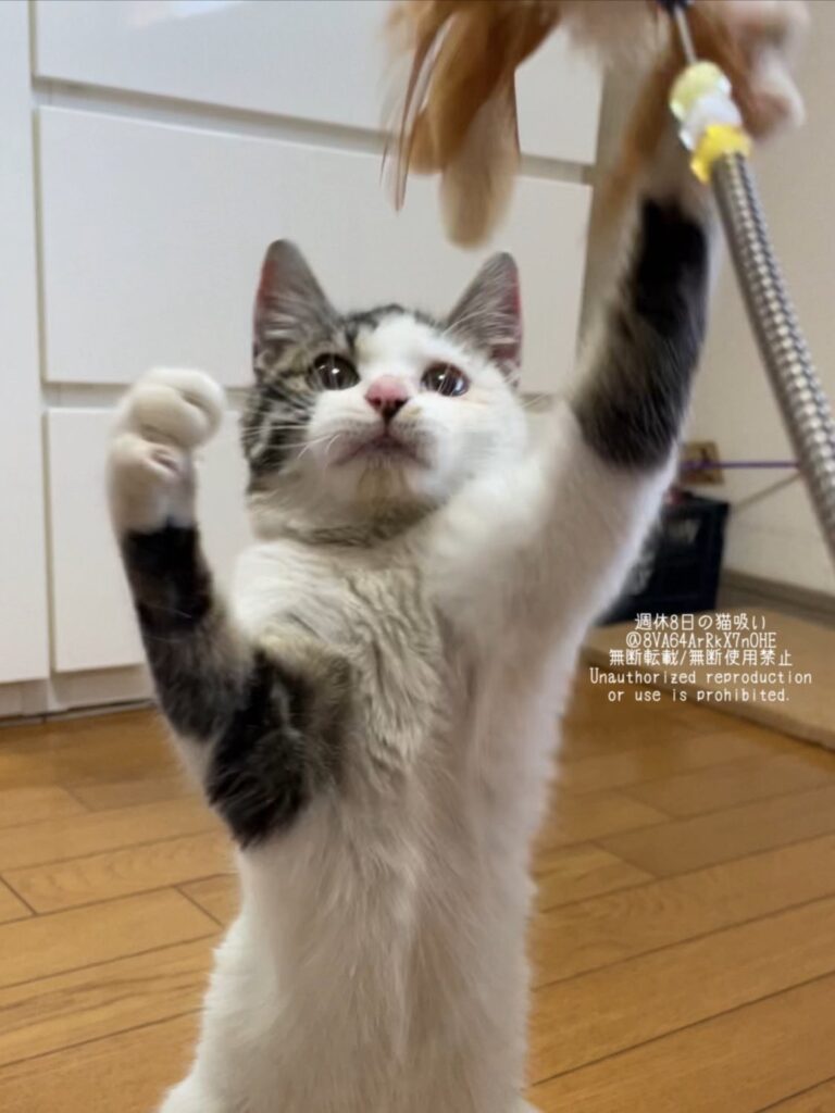 普段の様子①（＠8VA64ArRkX7nOHEさんより提供）