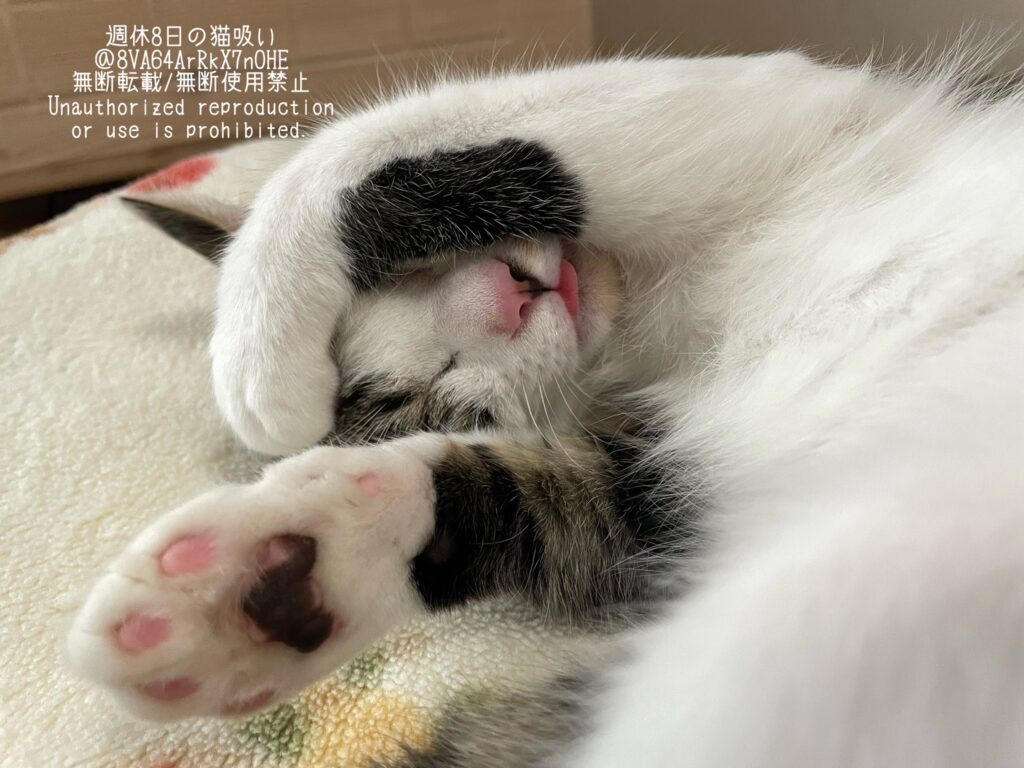 普段の様子②（＠8VA64ArRkX7nOHEさんより提供）