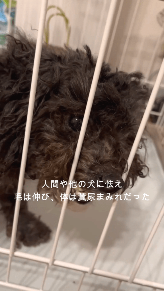 怯える日々（@bugzamraiさんより提供）