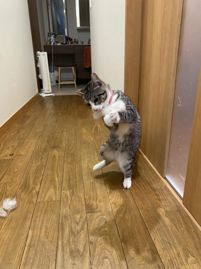 猫ちゃんのおもちゃに（＠nagisa.m.1115さんより提供）