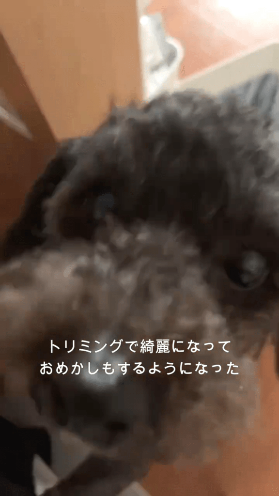 家族の一員（@bugzamraiさんより提供）