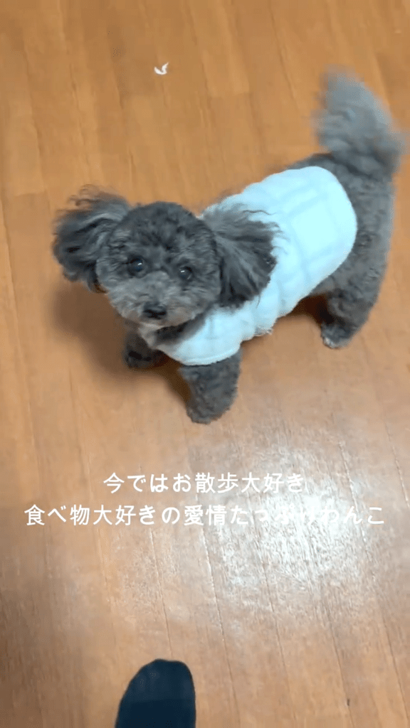 お散歩食事大好き（@bugzamraiさんより提供）