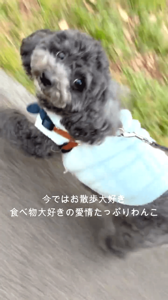 愛情たっぷり（@bugzamraiさんより提供）