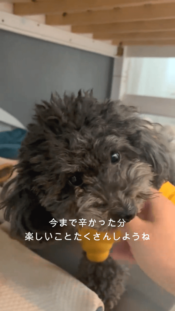 これから愛しい日々に（@bugzamraiさんより提供）