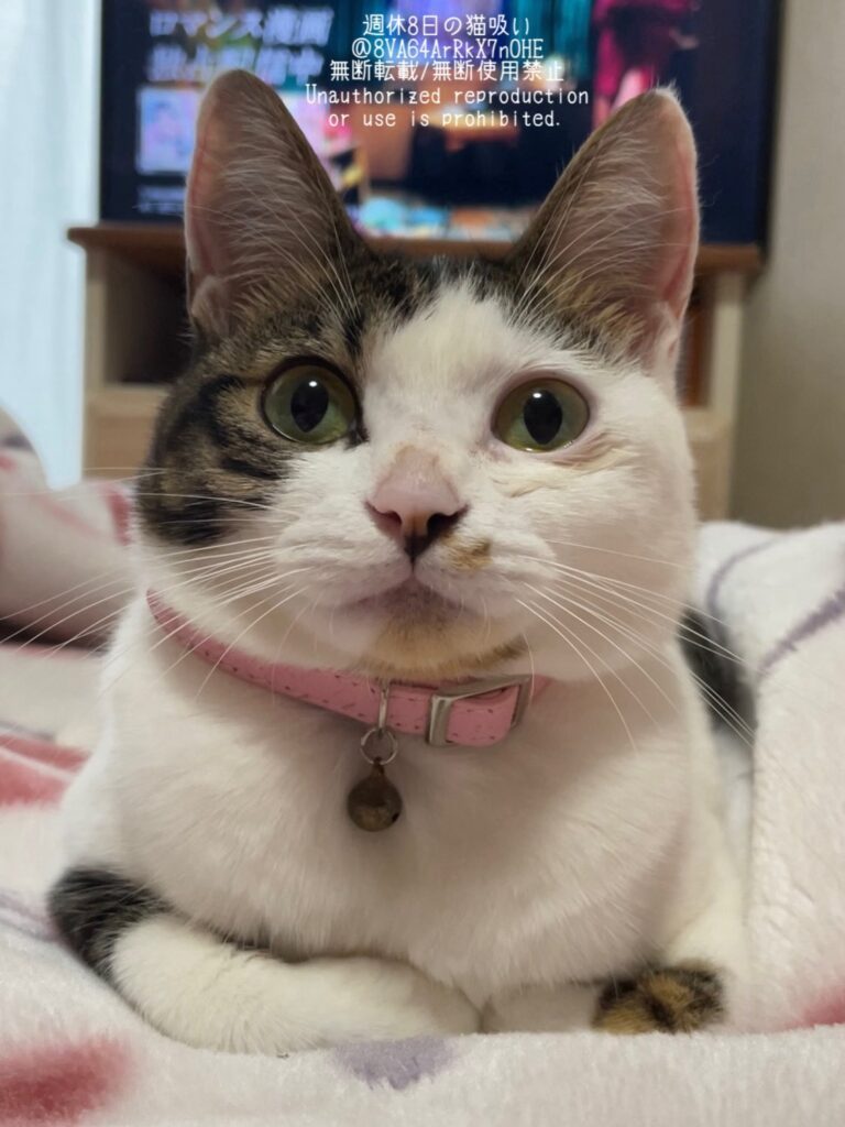 保護から10ヶ月後（＠8VA64ArRkX7nOHEさんより提供）