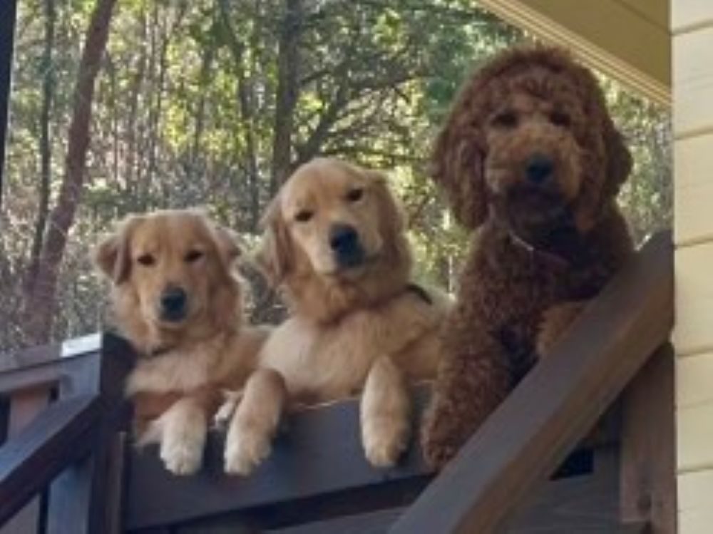 3匹の愛犬（＠oh.my.dog242さんより提供）