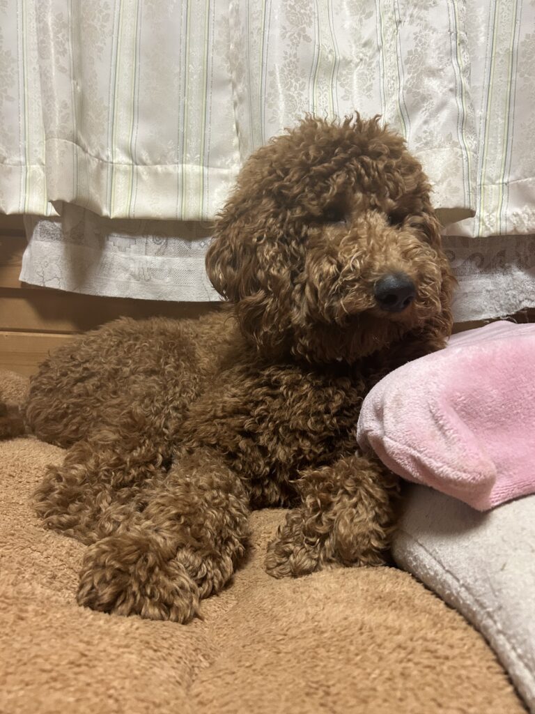 普段のレオンくん②（＠oh.my.dog242さんより提供）