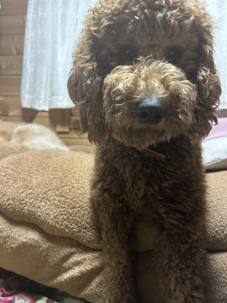 普段のレオンくん③（＠oh.my.dog242さんより提供）