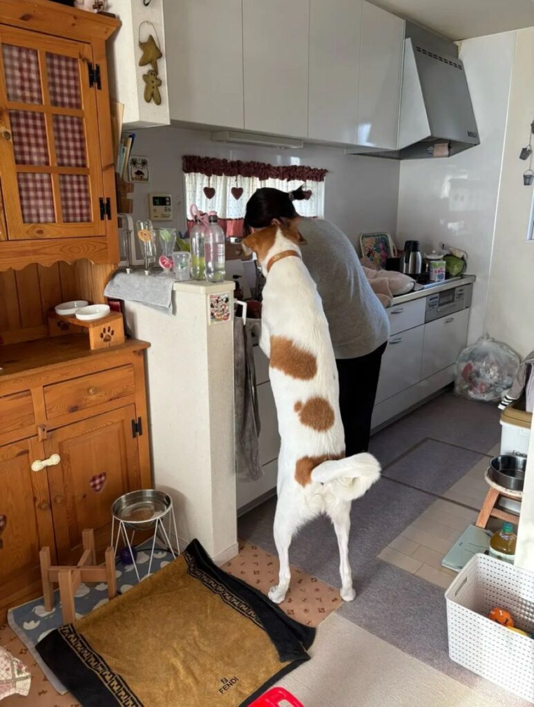 大夢くん（＠dada_chiakiさんより提供）