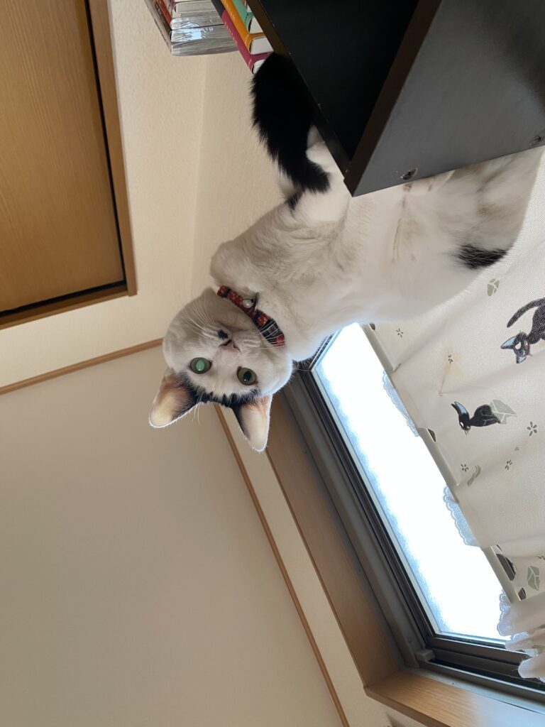 あんずちゃん①（＠user58652884610054さんより提供）