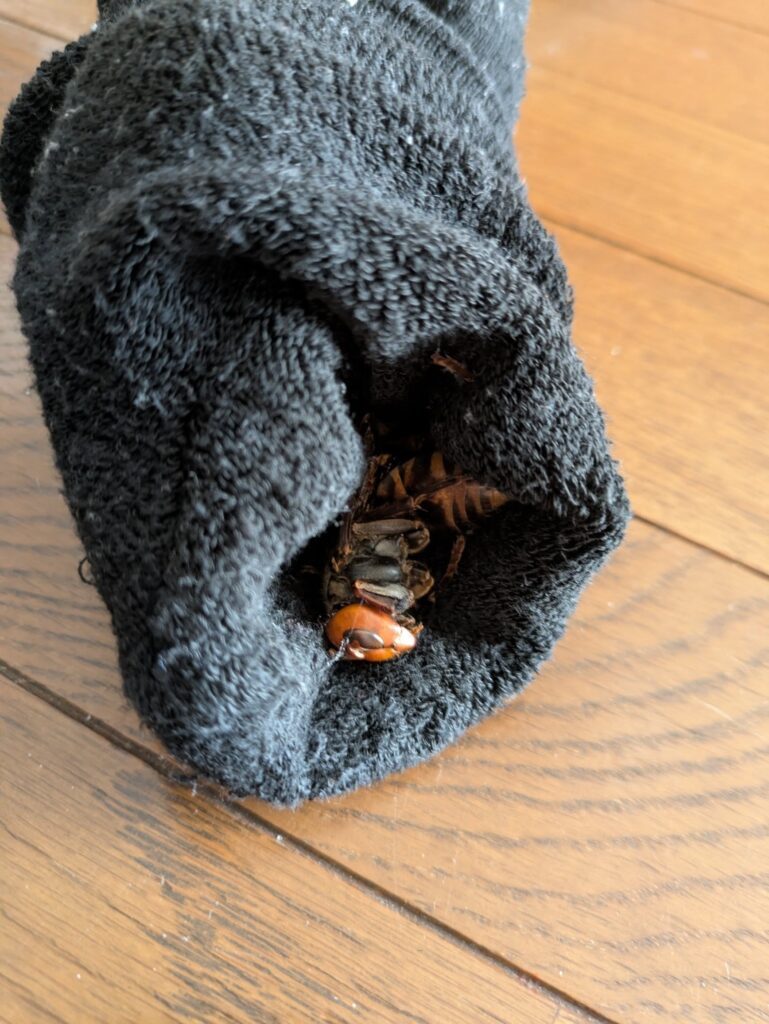 【実際の写真】靴下の中から出てきたものは