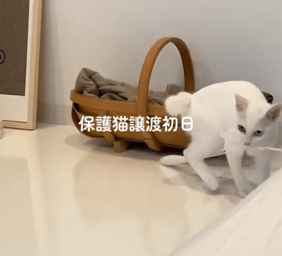 保護猫カフェで出会ったオッドアイの子猫。警戒心が強いと言われていたが…現在の姿に「嬉しい誤算」「多分、前世からの付き合い」