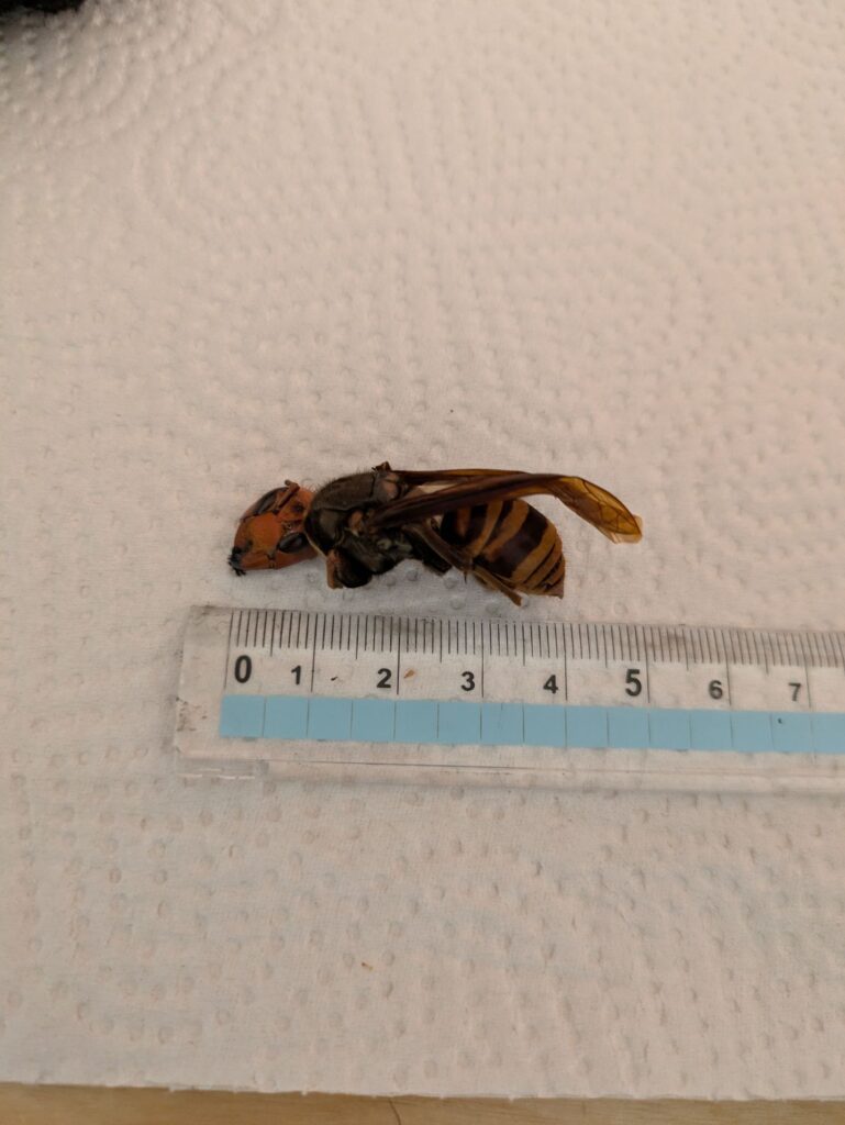 スズメバチ（＠prius_missil39さんより提供）