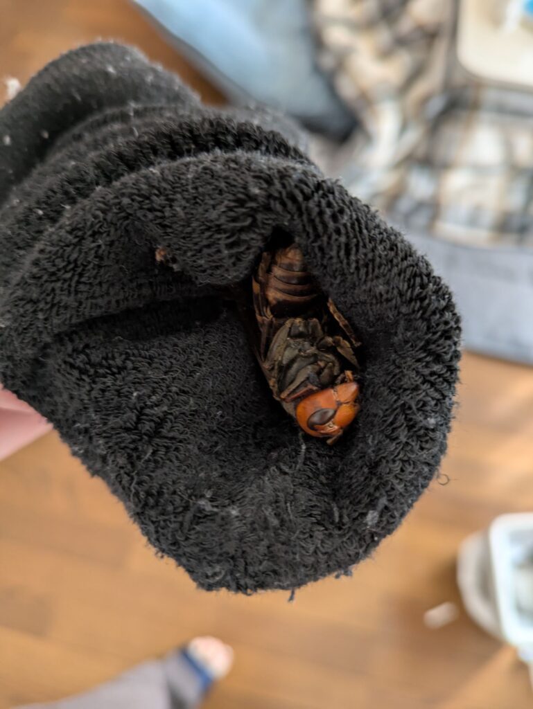 靴下の中から出てきたのは…②（＠prius_missil39さんより提供）