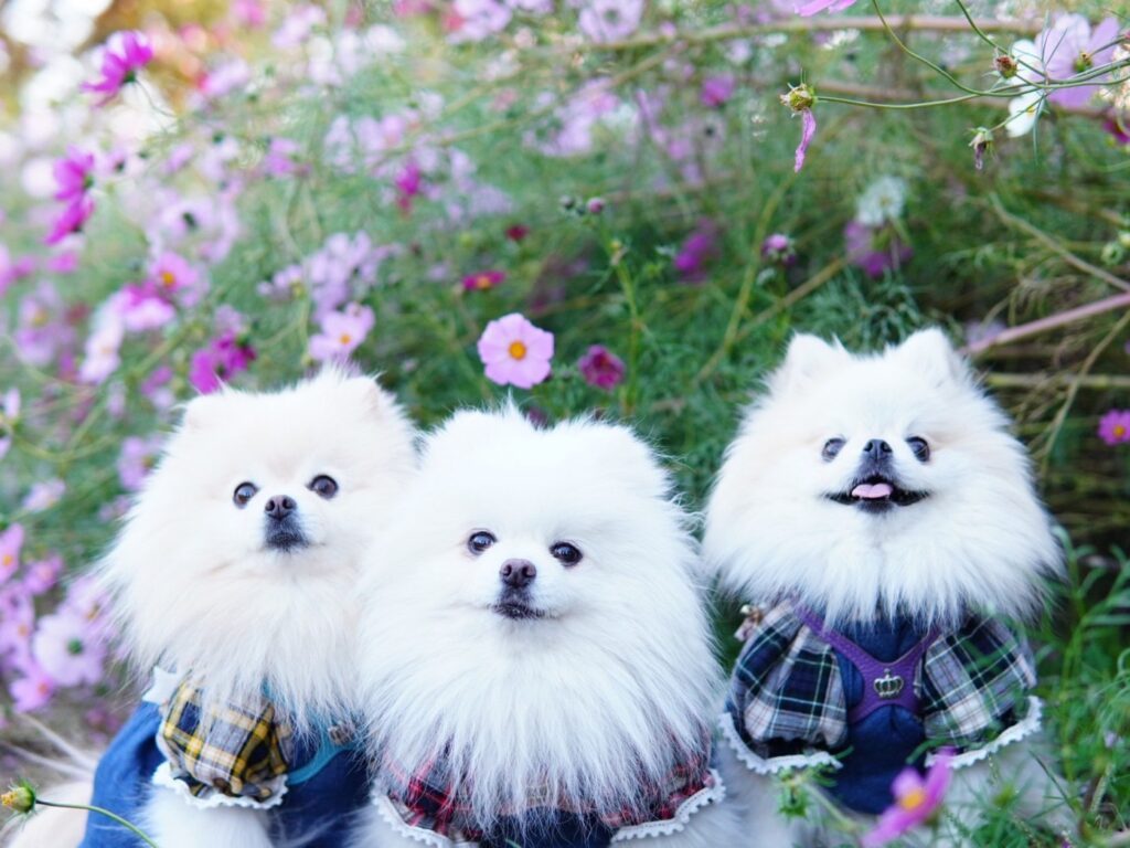 まだ3姉妹だった頃②（＠melkuramarinさんより提供）