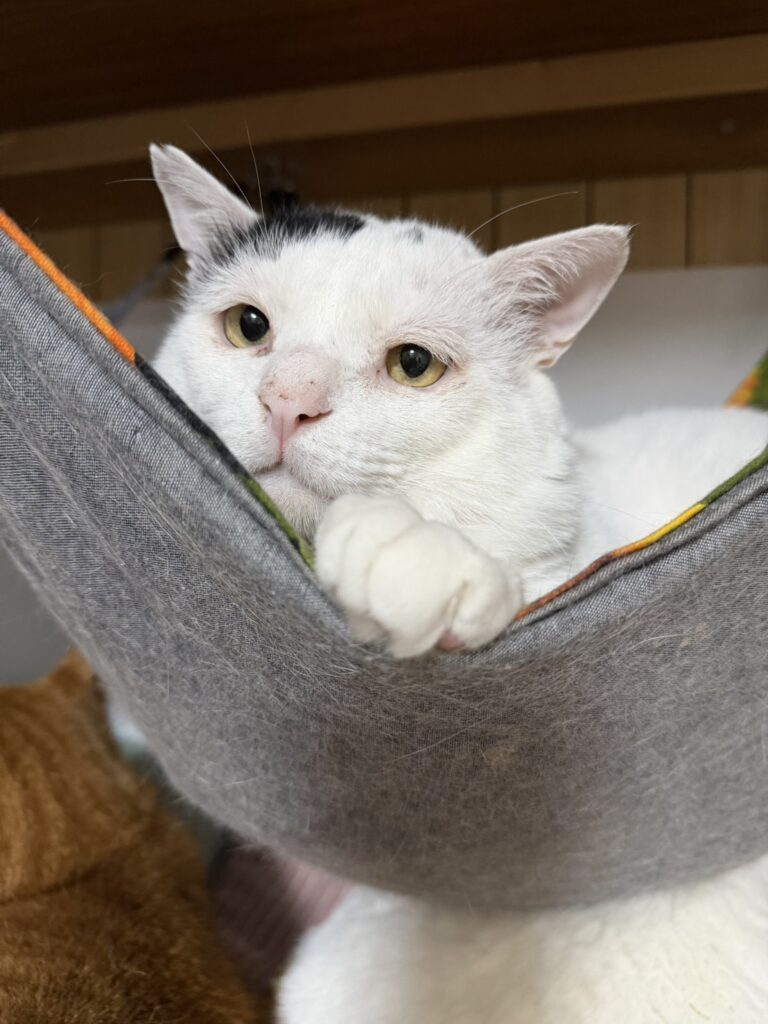 普段のおとんくん②（＠yuki_animalsさんより提供）