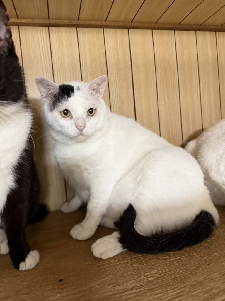 普段のおとんくん①（＠yuki_animalsさんより提供）