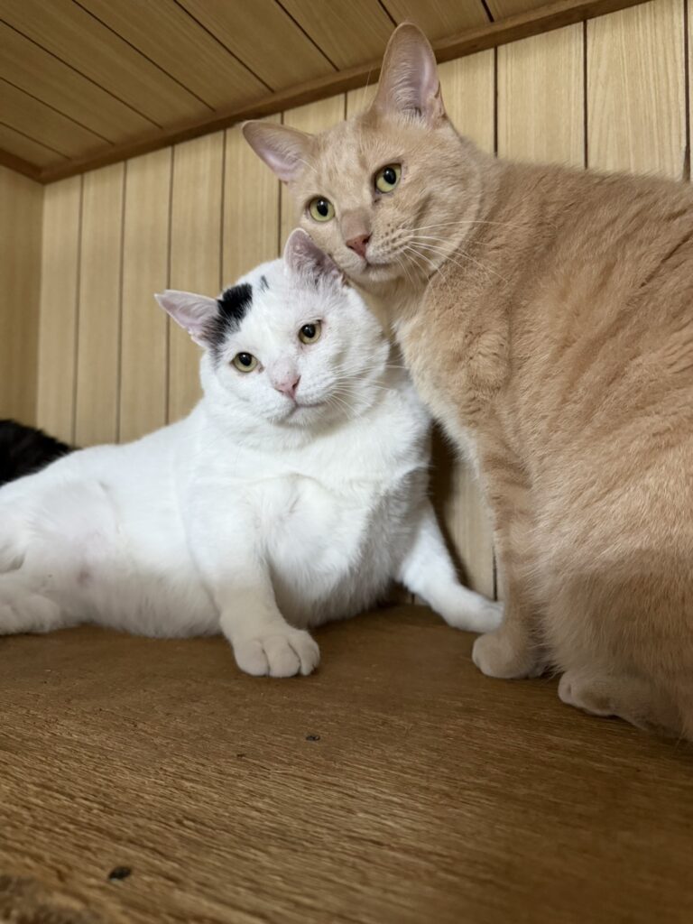 里親募集の保護猫たち（＠yuki_animalsさんより提供）