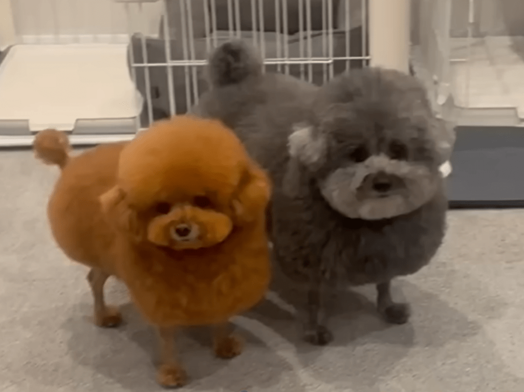 斬新なカットの秘密とは…（＠meiyuzuponさんより提供）