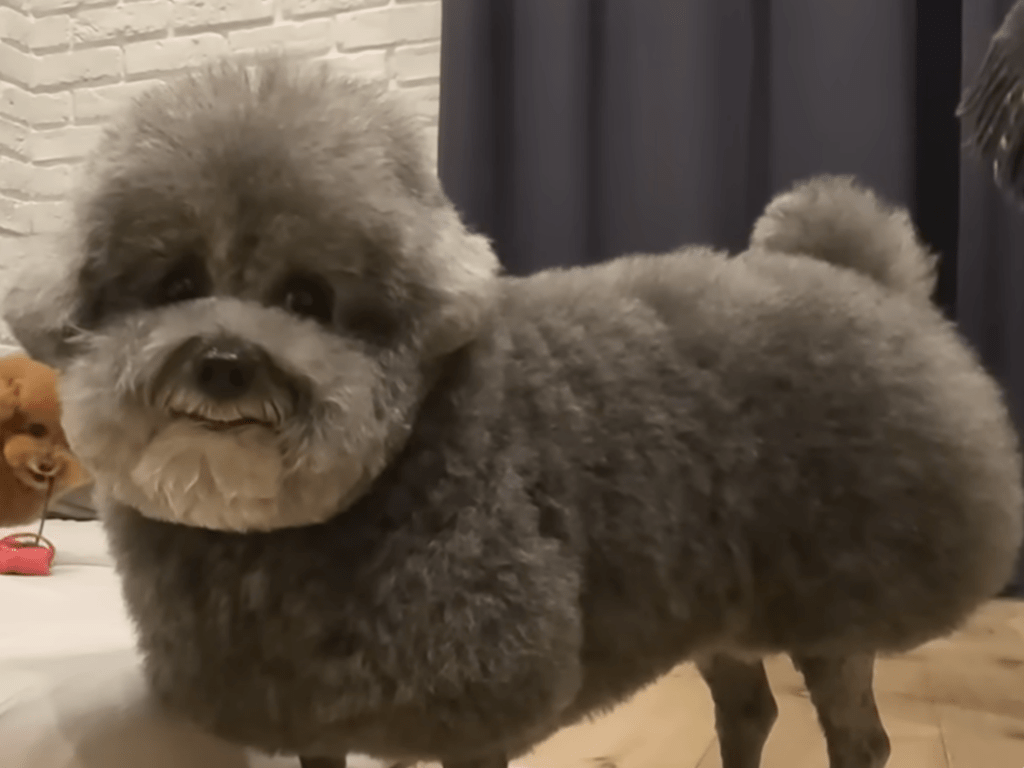 ボク、カッコイイ？（＠meiyuzuponさんより提供）