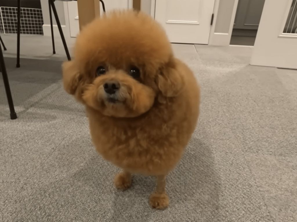 カット後のゆずくん（＠meiyuzuponさんより提供）