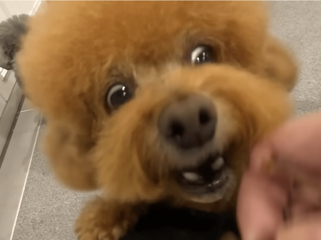 ゆずくんはこんな変顔も！（＠meiyuzuponさんより提供）