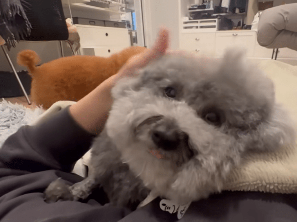 ナデナデして～（＠meiyuzuponさんより提供）