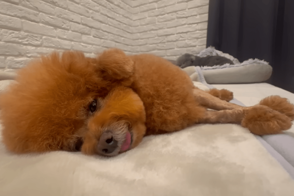 ゴロン（＠meiyuzuponさんより提供）