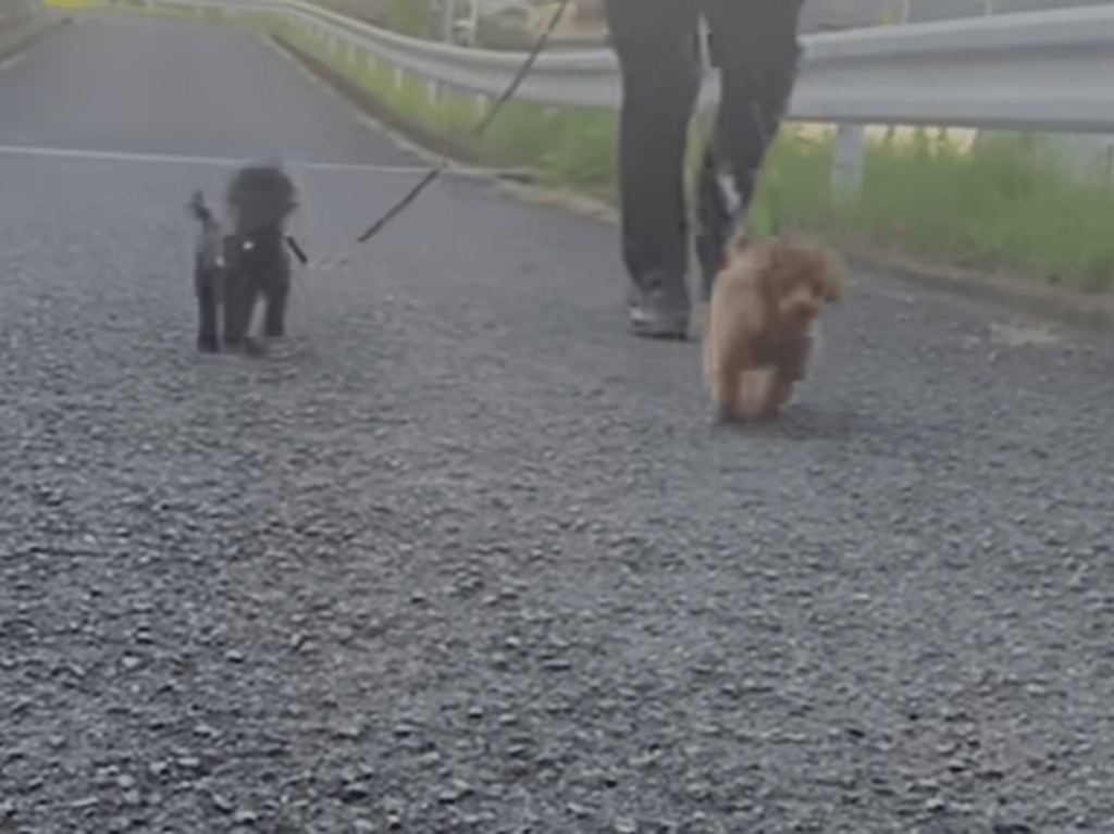 【実際の写真】カット後の姿