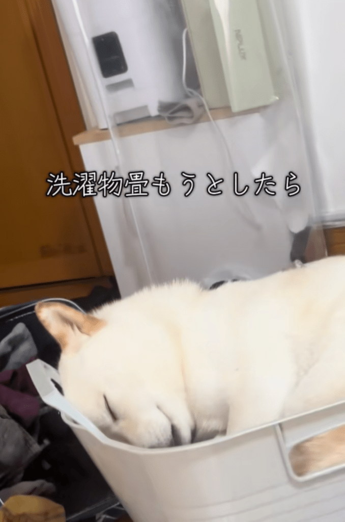 洗濯物を畳もうとしたら…？（＠gaj259さんより提供）