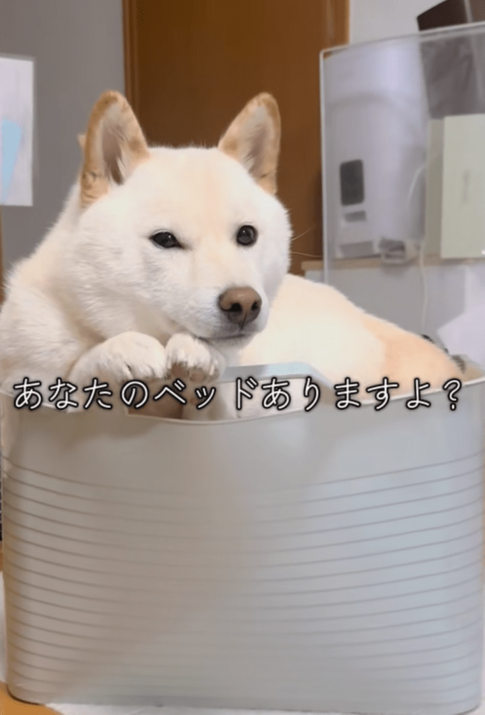 自分のベッドのよう（＠gaj259さんより提供）