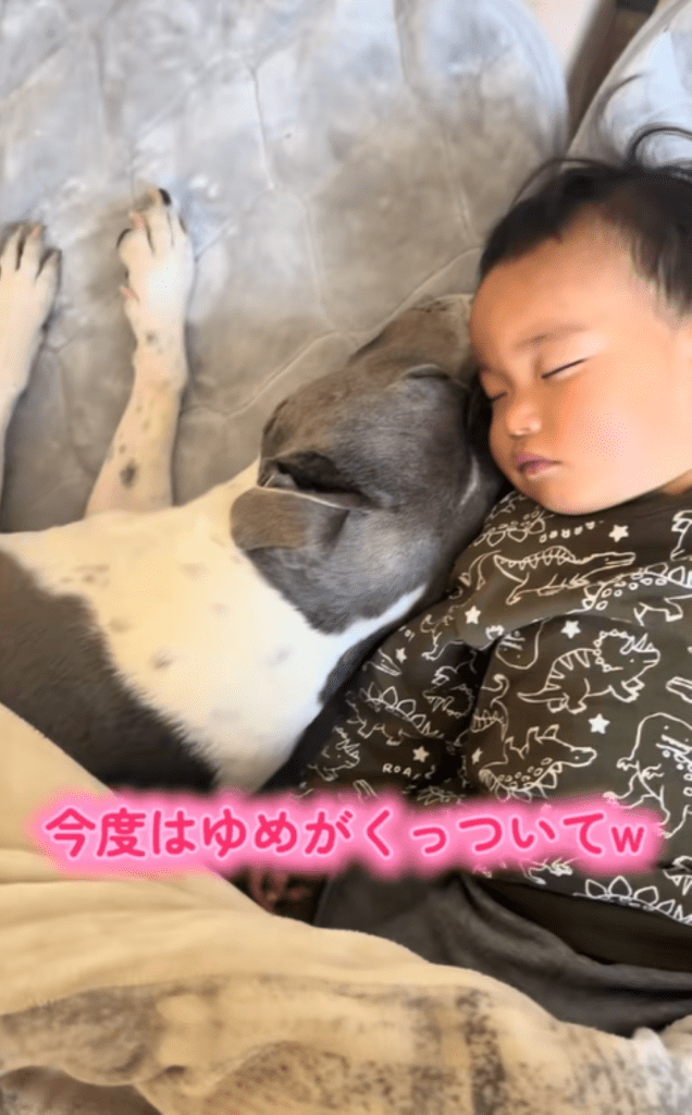 愛犬が添い寝（＠yume_harryさんより提供）