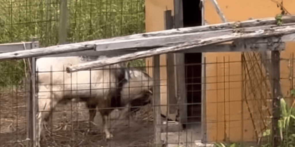 頭突きするジョンくん（＠くまの里山日記さんより提供）