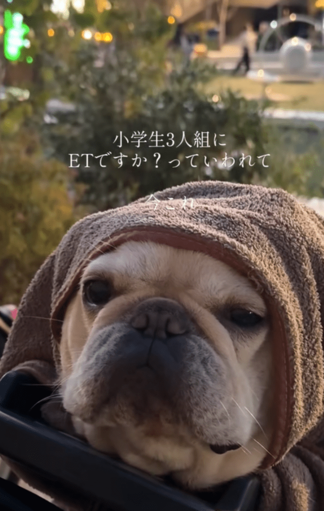 E.T.に似ていると言われたまるこちゃん（＠maruko_bullさんより提供）