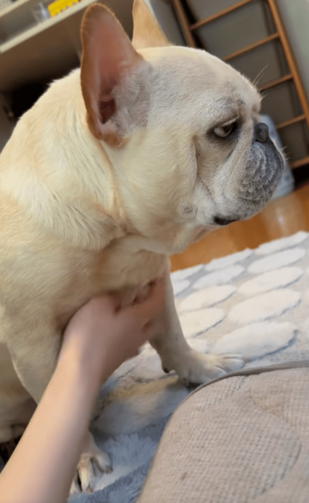 撫で撫でする様子（＠maruko_bullさんより提供）