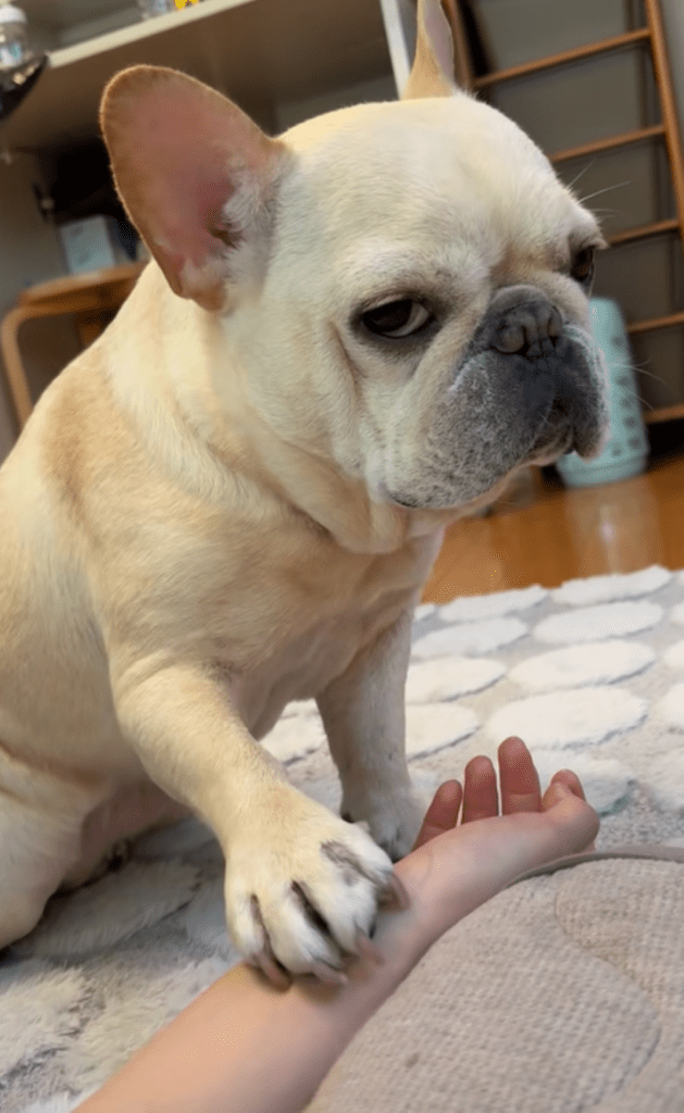 キレ気味のお手（＠maruko_bullさんより提供）