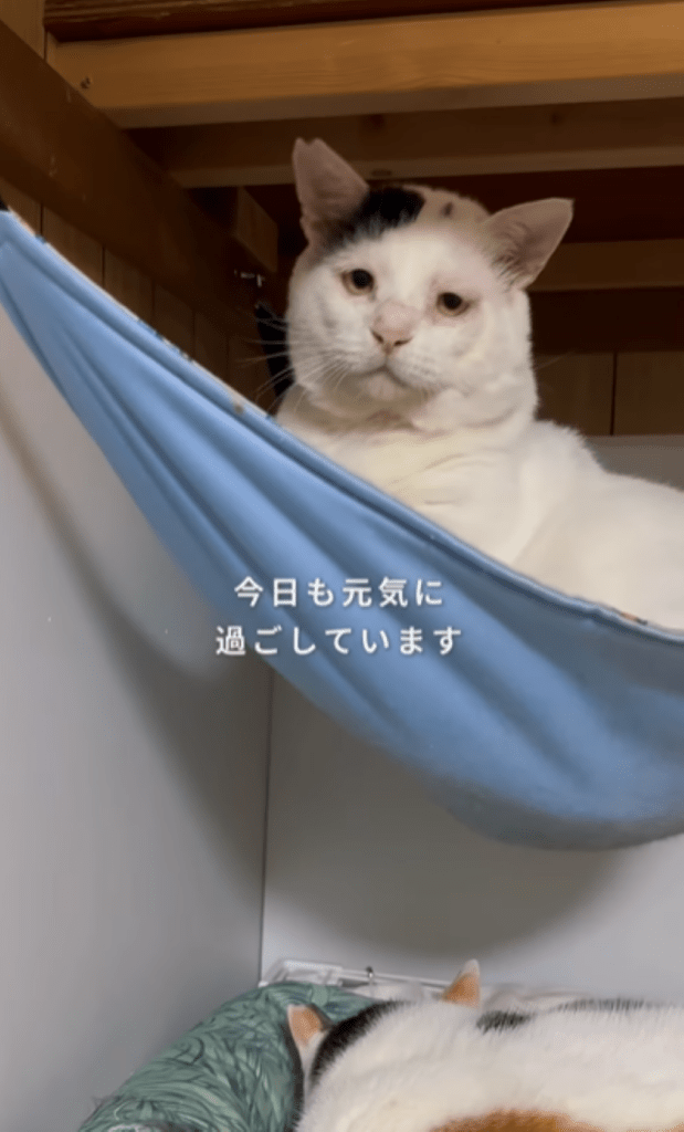 のんびり過ごす様子（＠yuki_animalsさんより提供）