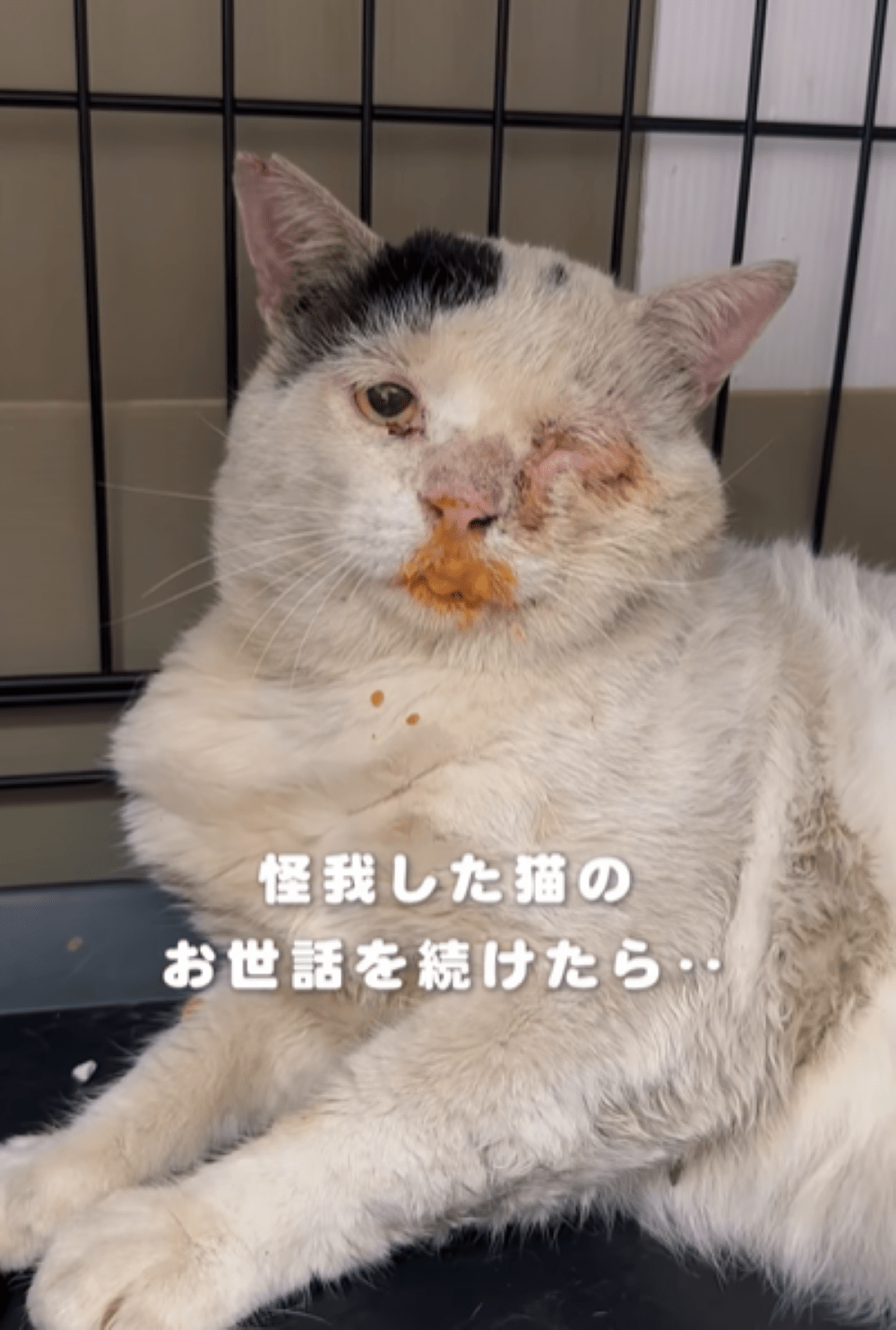目も開けられない状態の猫を保護。大切にお世話して6ヶ月…「顔つきが全然違うww」「ほっこりしました（笑）」