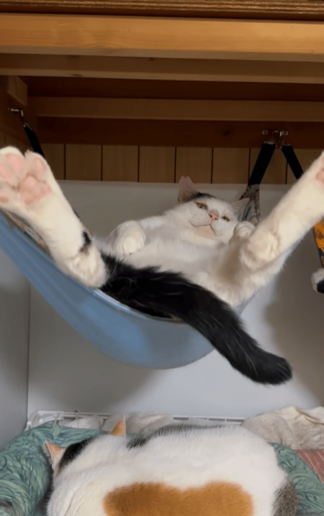 【実際の写真】6ヶ月後の猫ちゃんの様子