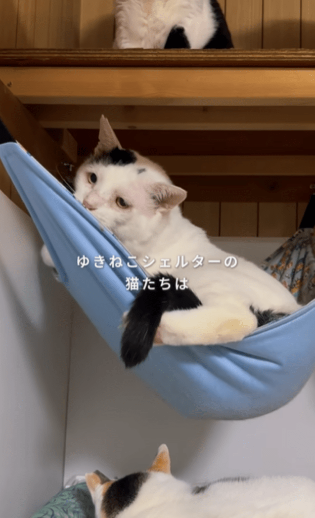 ハンモックでくつろぐ様子（＠yuki_animalsさんより提供）