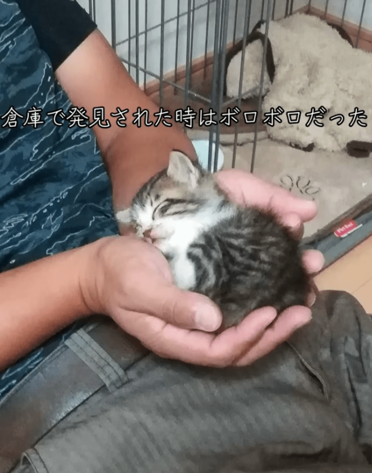 目ヤニで目が開かず、失明寸前だった子猫を保護。それから1年…思わず二度見する変化に「大爆笑しました」「元気がなにより」