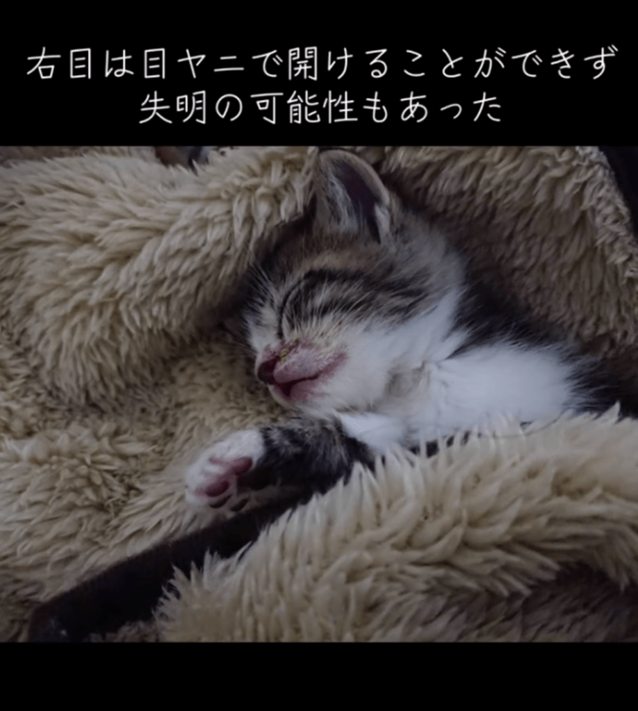 【実際の写真】現在の姿