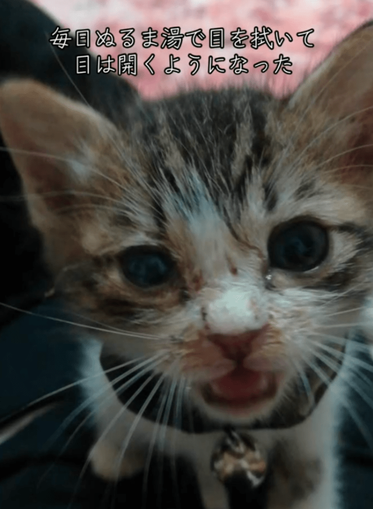 毎日目を拭いてあげて…（@naminamichamさんより提供）