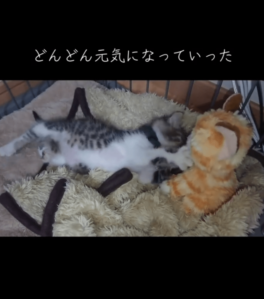 どんどん元気に（@naminamichamさんより提供）