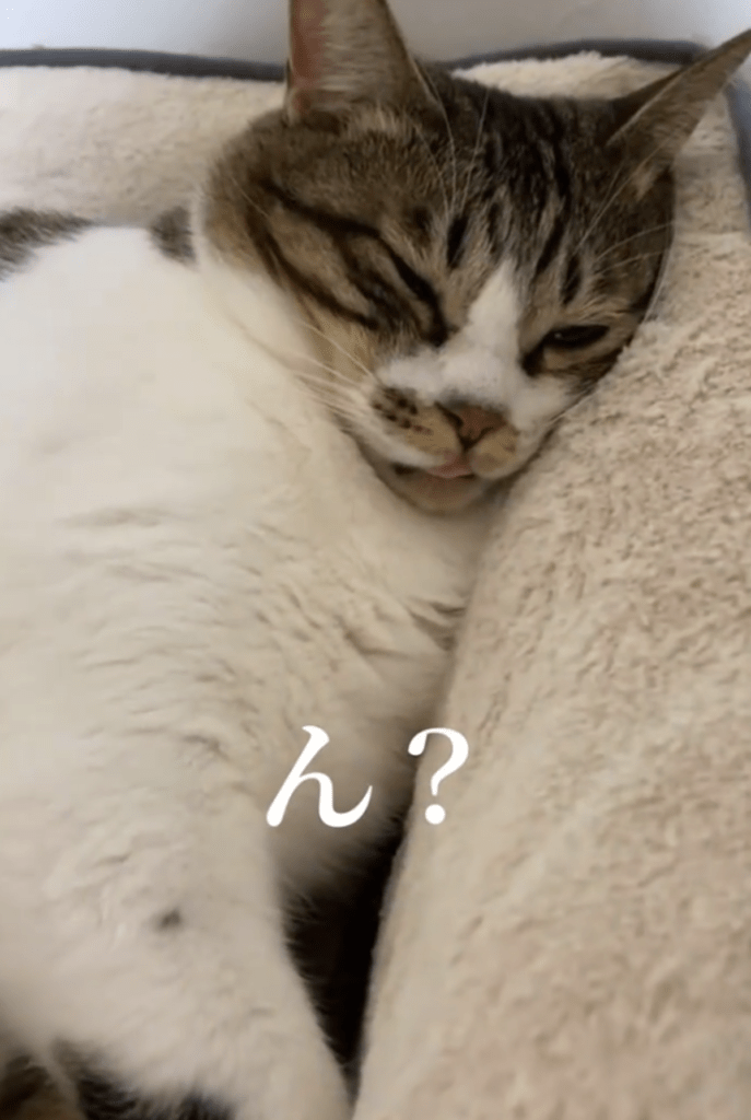 そして1年後…（@naminamichamさんより提供）