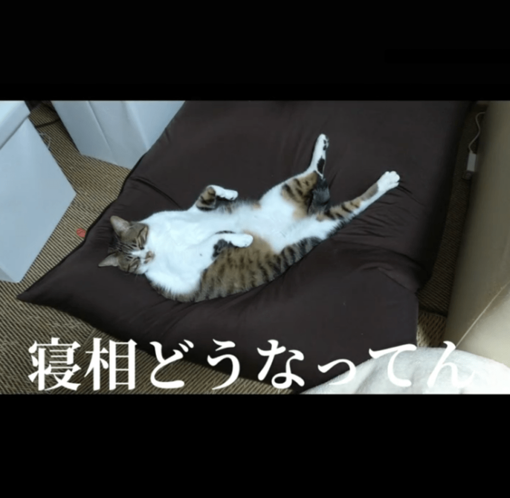 寝相にも貫禄が（@naminamichamさんより提供）