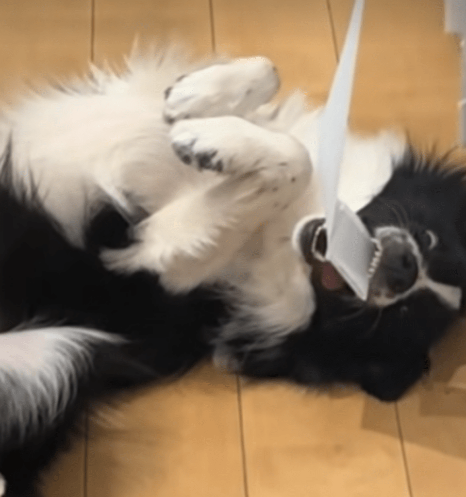 咥えたカーテンは離さないおるかくん（@boku_orca_38さんより提供）