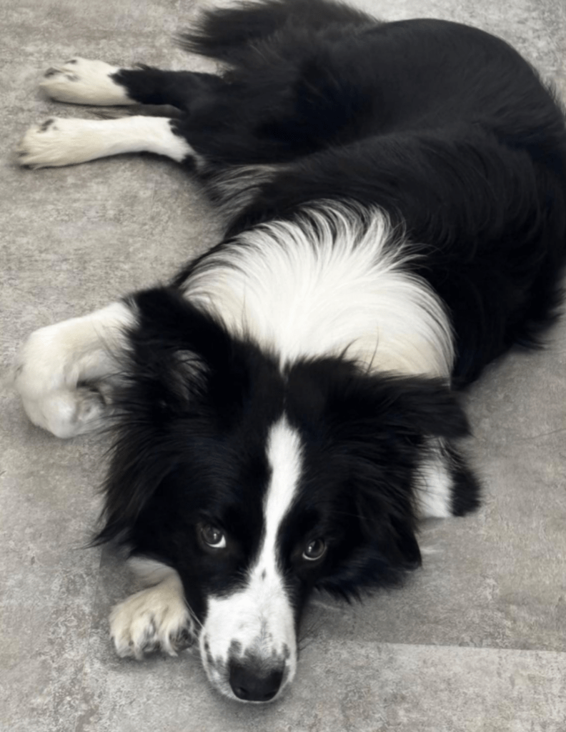 普段のおるかくんの様子③（@boku_orca_38さんより提供）