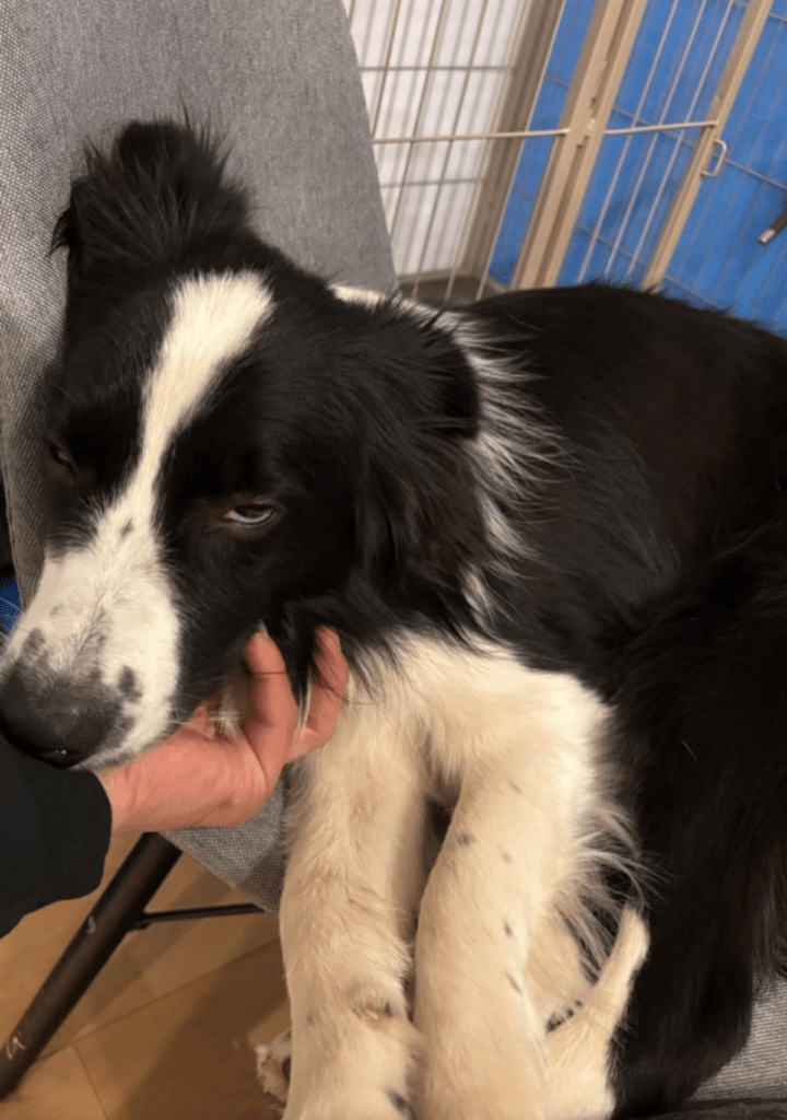 普段のおるかくんの様子④（@boku_orca_38さんより提供）